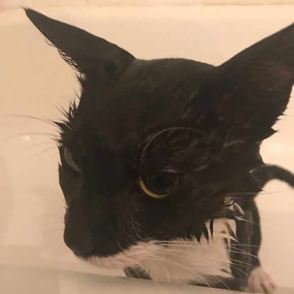 Meet your Posher, James - Picture 1 of 1